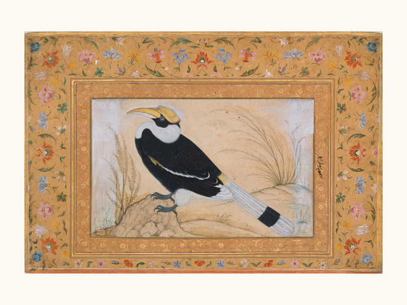 Animals & Birds