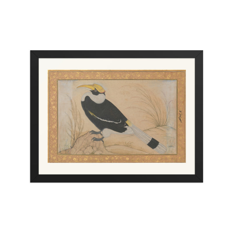 Great Hornbill — Shah Jahan Album Folio | Restored Mughal Wall Art