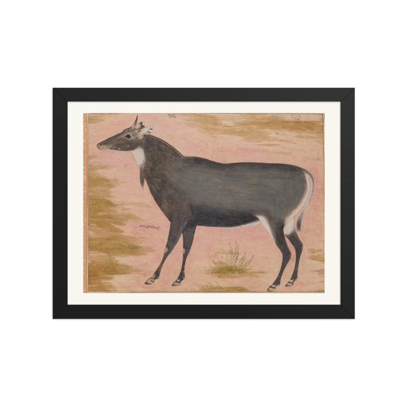 Study of a Nilgai (Blue Bull) | Restored Mughal Wall Art