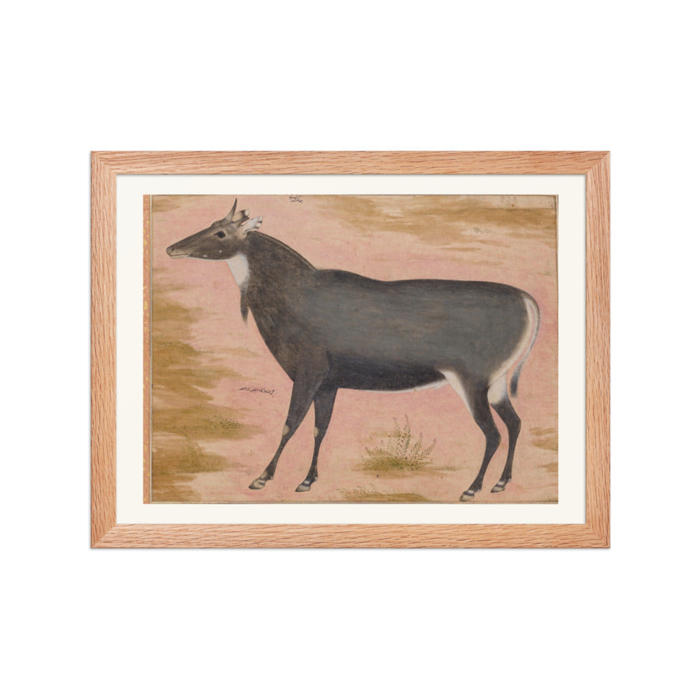 Study of a Nilgai (Blue Bull) | Restored Mughal Wall Art — view 2