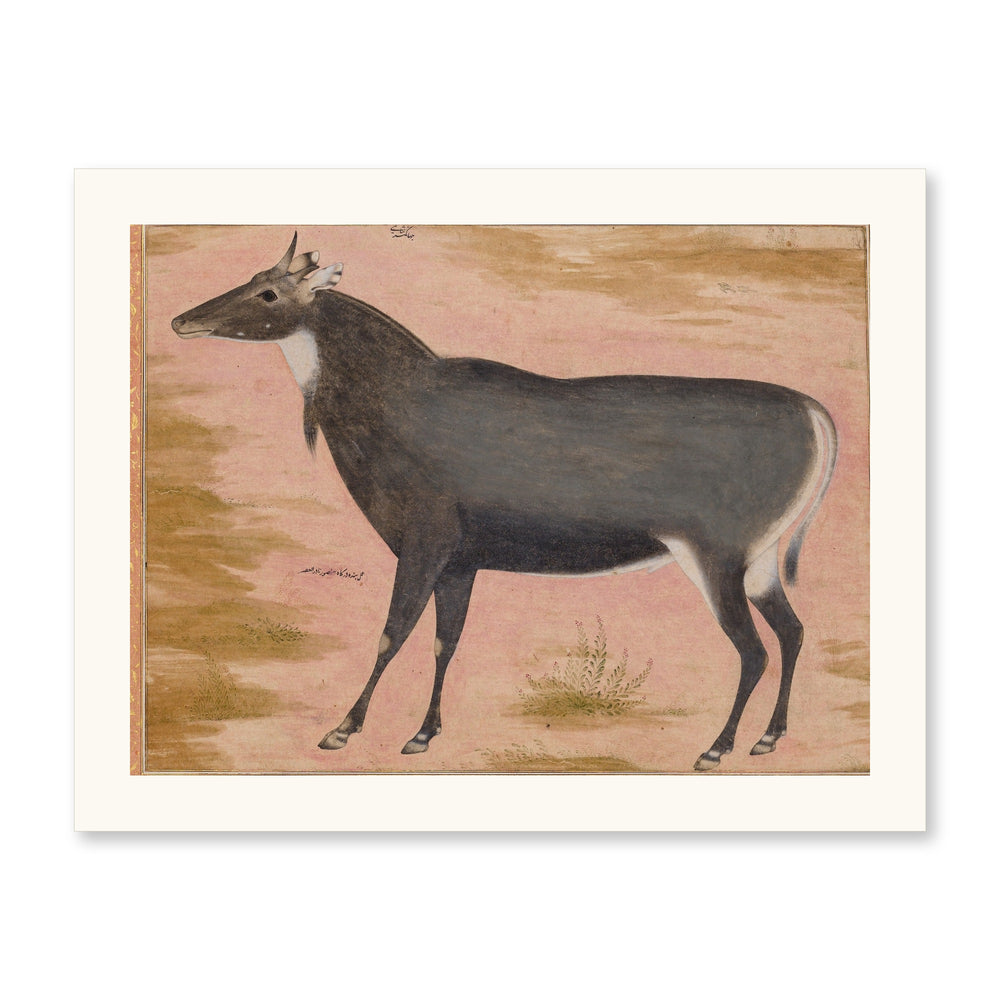 Study of a Nilgai (Blue Bull) | Restored Mughal Wall Art — view 7