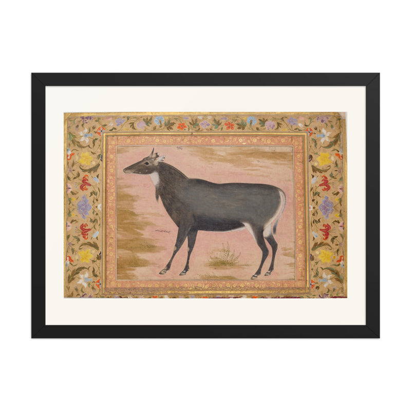 Study of a Nilgai (Blue Bull) | Restored Mughal Wall Art