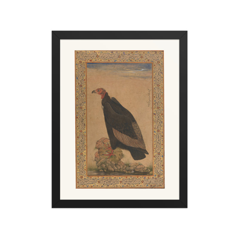 Red-Headed Vulture | Restored Mughal Wall Art