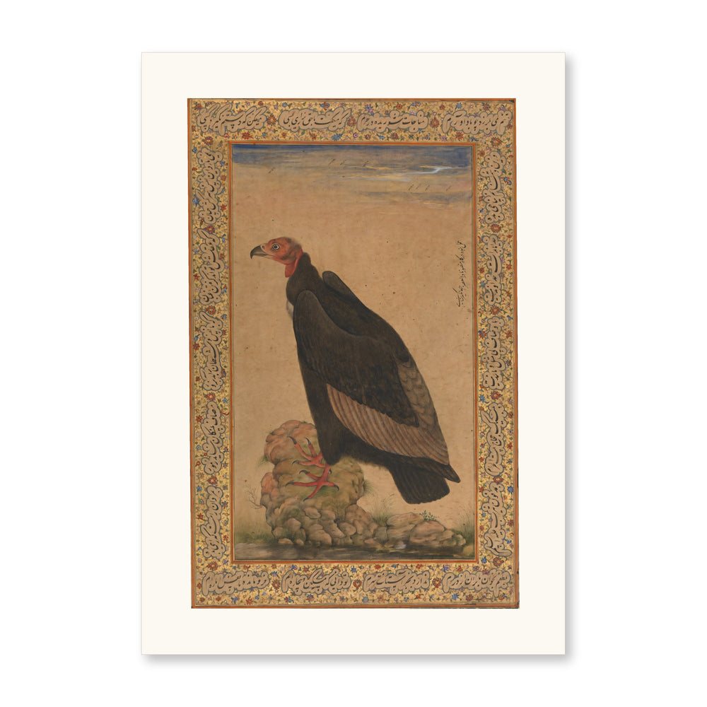 Red-Headed Vulture | Restored Mughal Wall Art — view 10