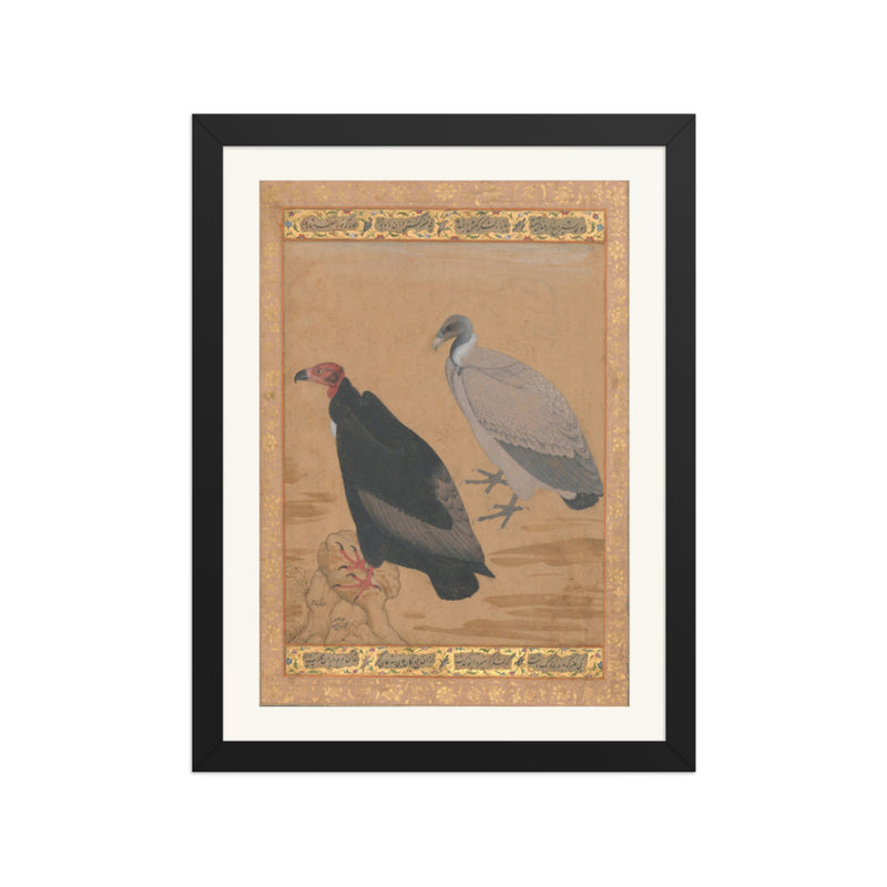 Red-Headed Vulture and Long-Billed Vulture — Shah Jahan Album Folio | Restored Mughal Wall Art