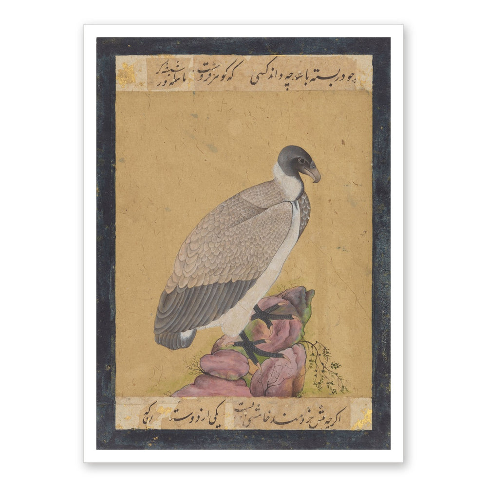Indian Vulture | Restored Mughal Wall Art — view 7