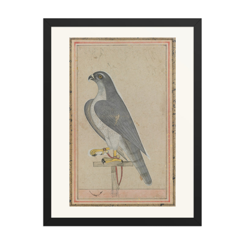 Falcon — Restored Pahari Wall Art