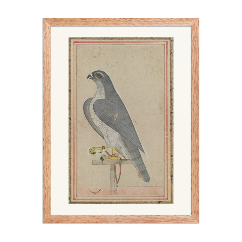 Falcon — Restored Pahari Wall Art — view 3