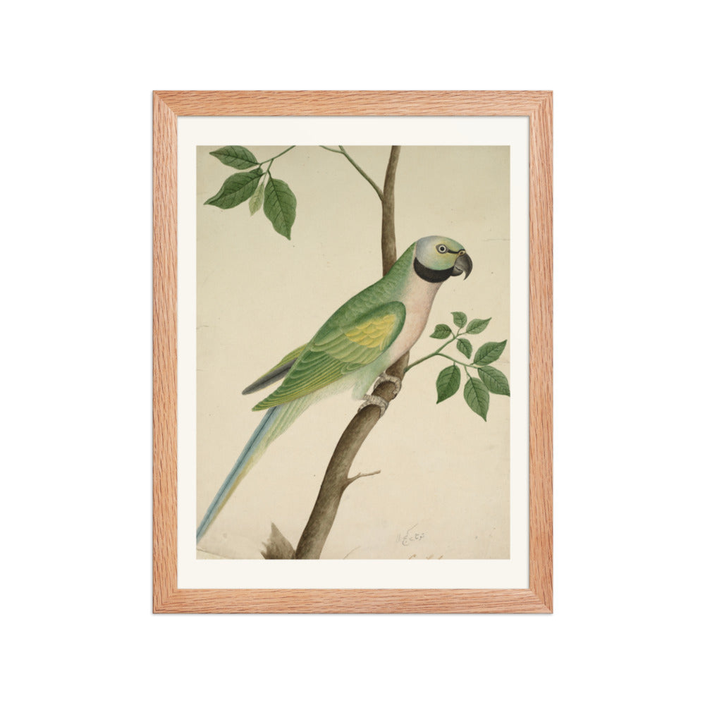 Green Parrot — Restored Indian Court Wall Art — view 4