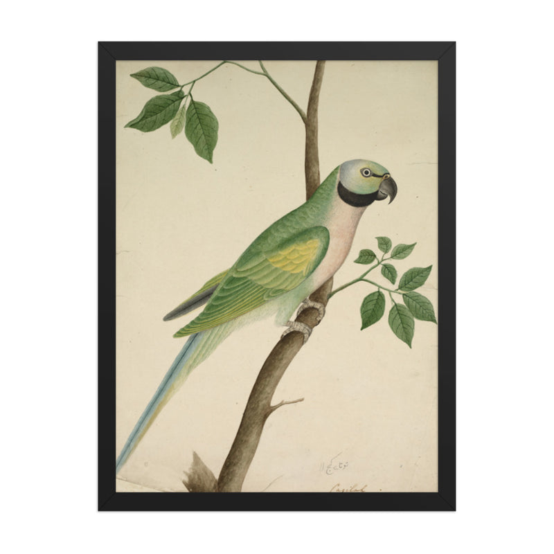 Green Parrot — Restored Indian Court Wall Art