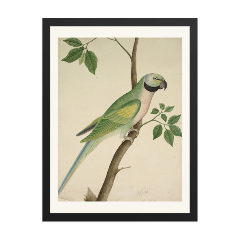 Green Parrot — Restored Indian Court Wall Art