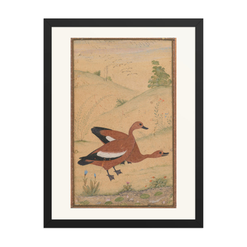 A pair of Brahminy ducks — Restored Mughal Wall Art