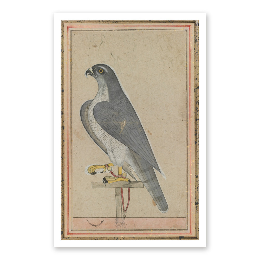 Falcon — Restored Pahari Wall Art — view 7