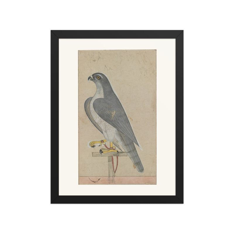 Falcon — Restored Pahari Wall Art