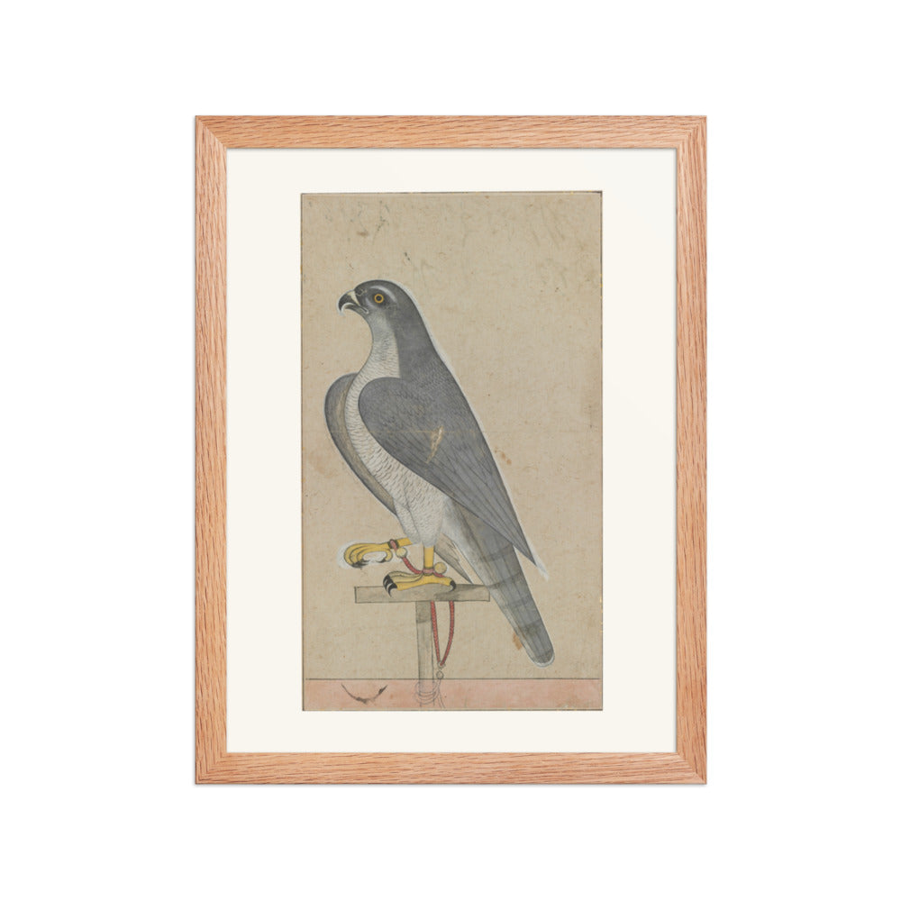 Falcon — Restored Pahari Wall Art — view 2