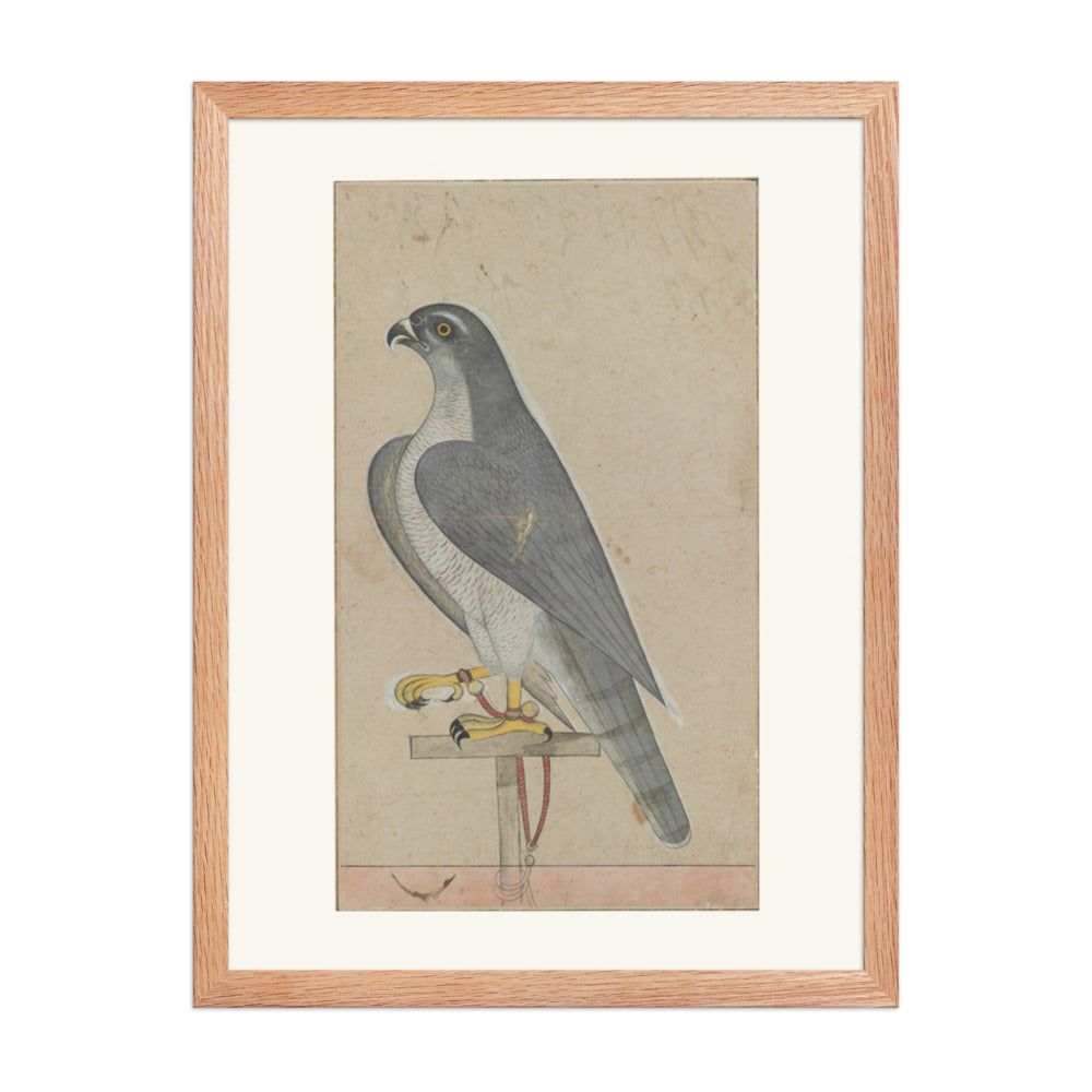 Falcon — Restored Pahari Wall Art — view 5