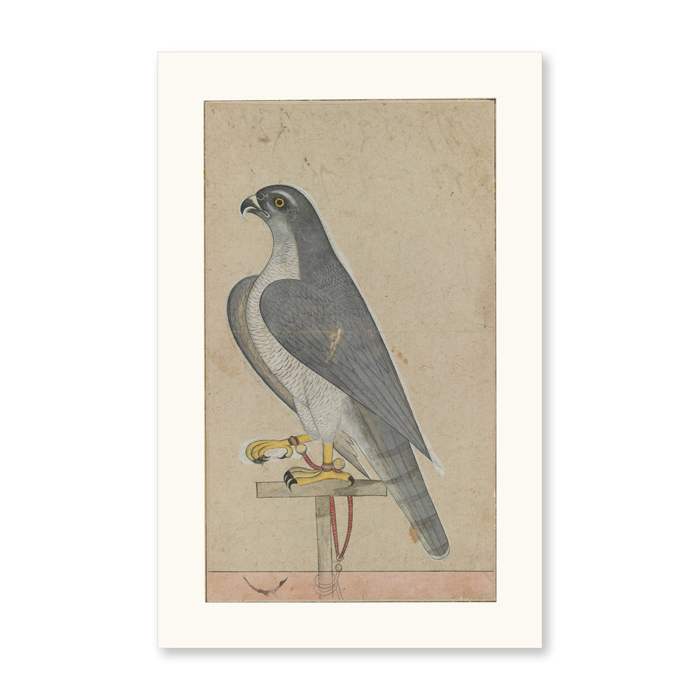 Falcon — Restored Pahari Wall Art — view 10
