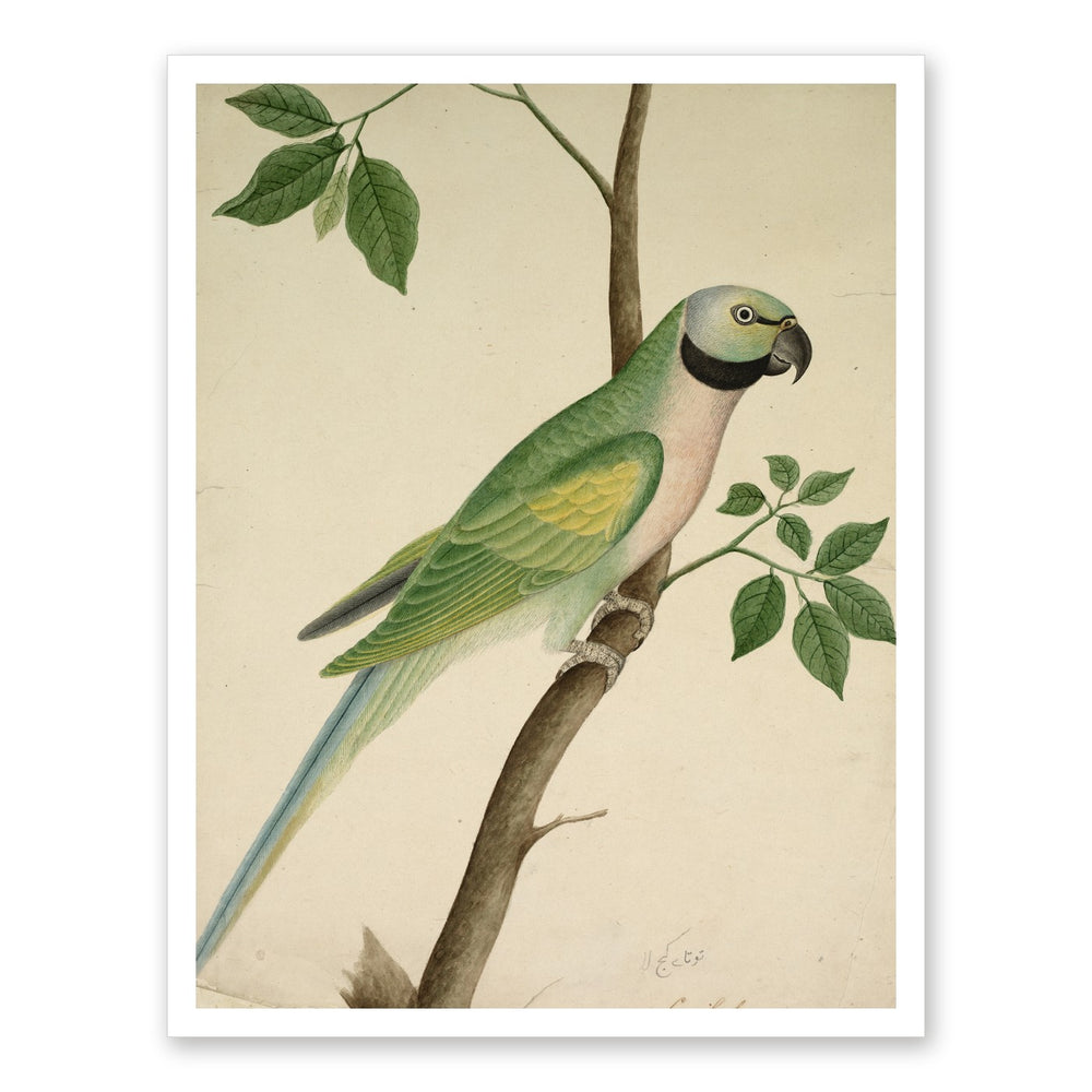 Green Parrot — Restored Indian Court Wall Art — view 7