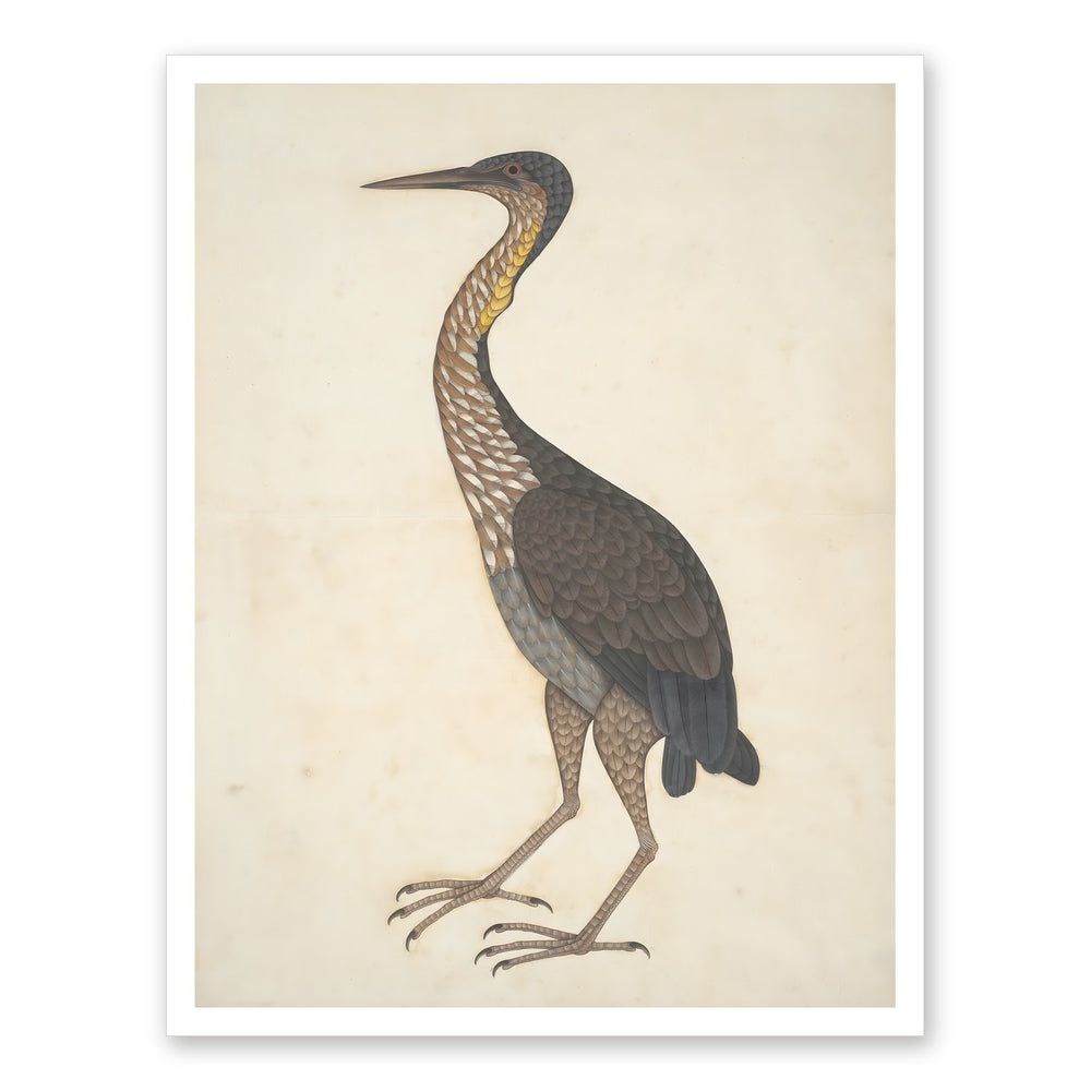 Study of a Purple Heron — Restored Indian Court Wall Art — view 7