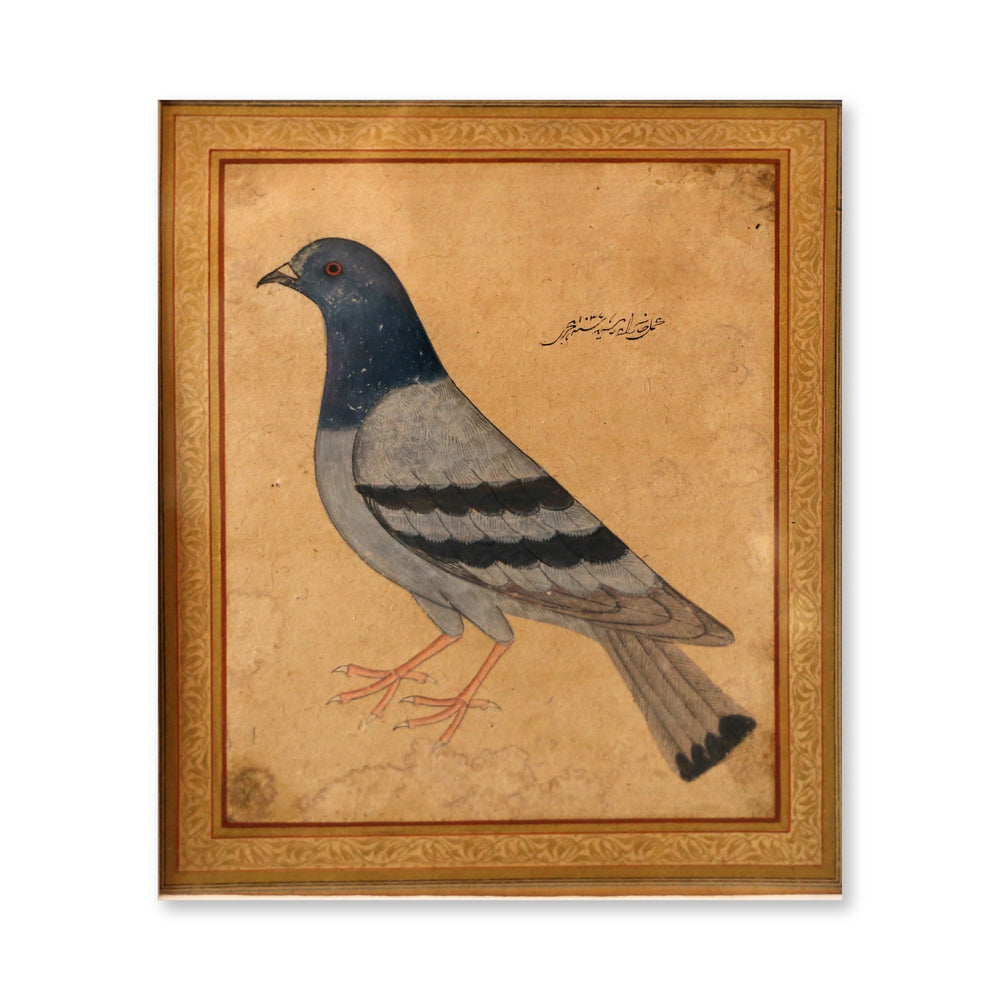 Study of a Pigeon — Mughal Natural History — view 4