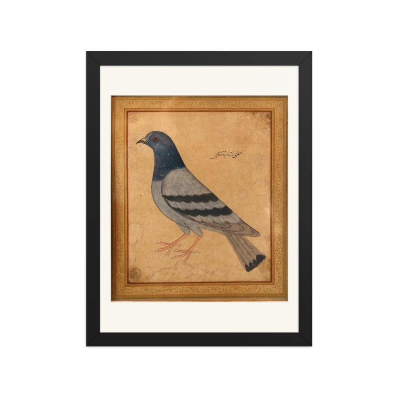 Study of a Pigeon — Mughal Natural History