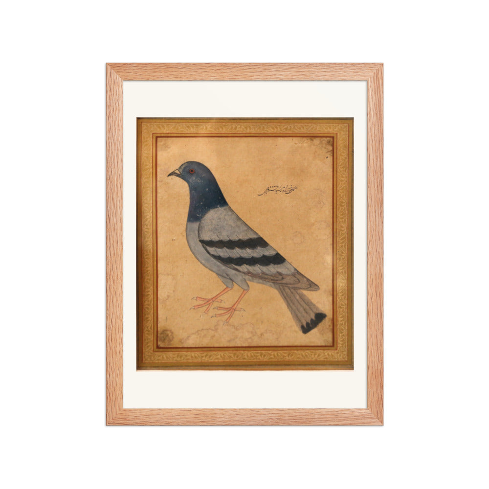 Study of a Pigeon — Mughal Natural History — view 2