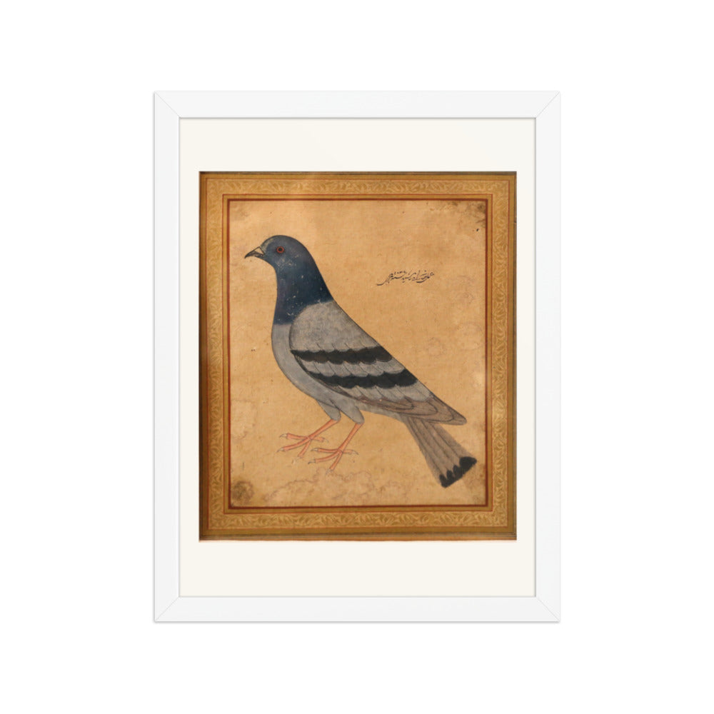Study of a Pigeon — Mughal Natural History — view 3
