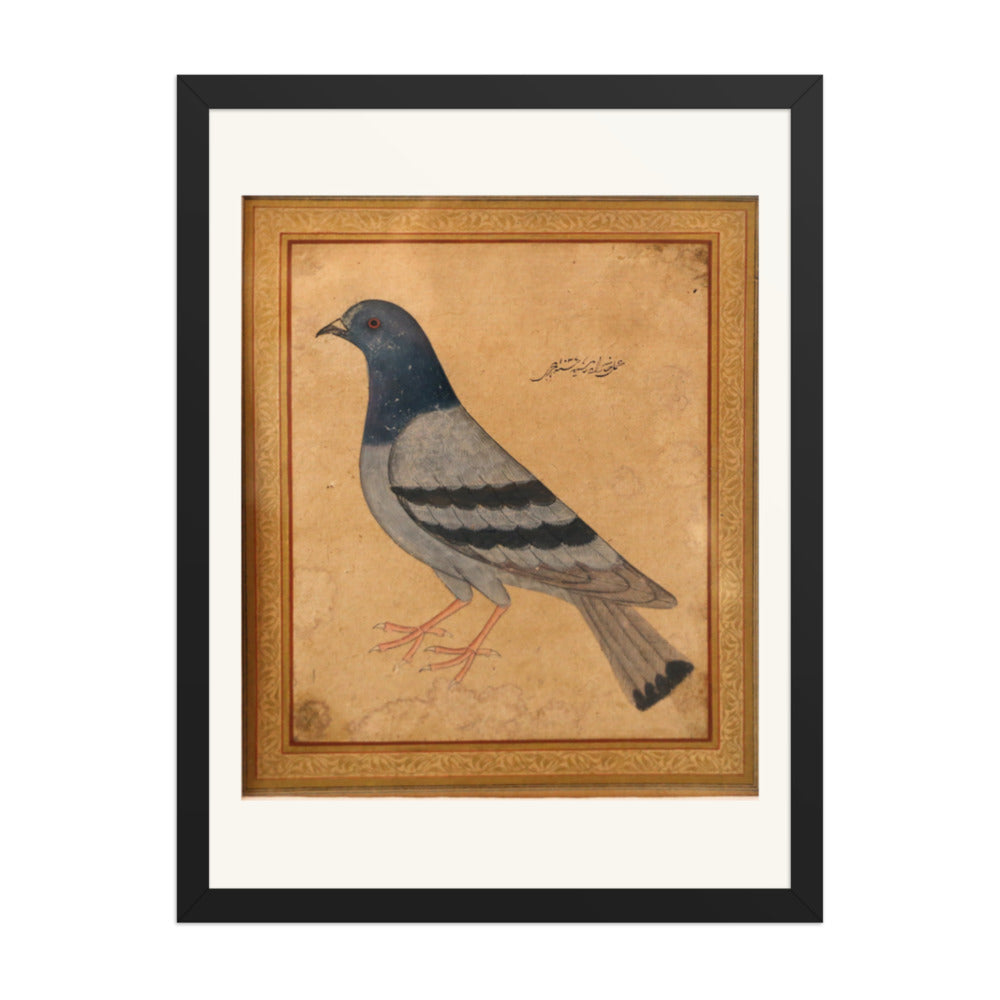 Study of a Pigeon — Mughal Natural History — view 4
