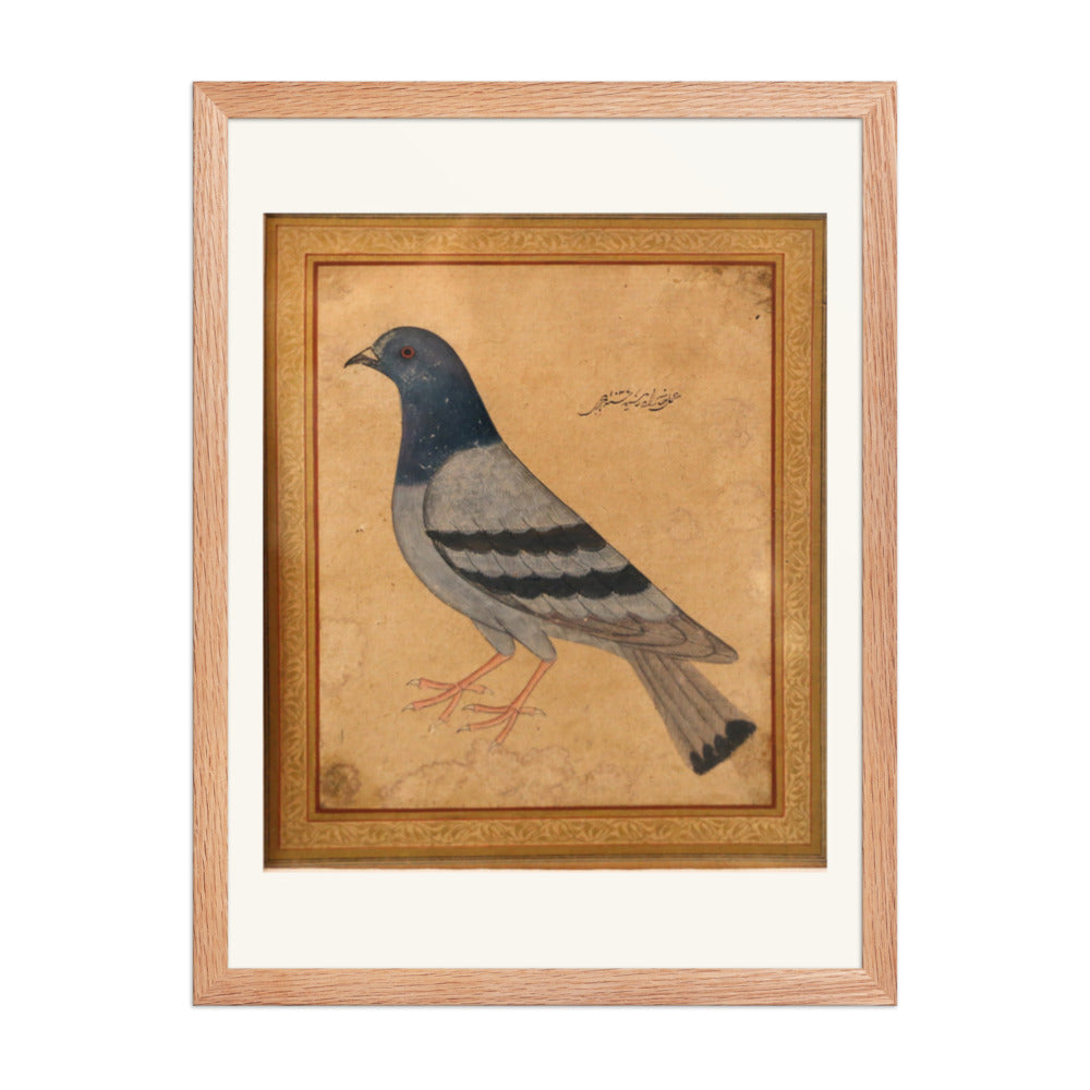 Study of a Pigeon — Mughal Natural History — view 5