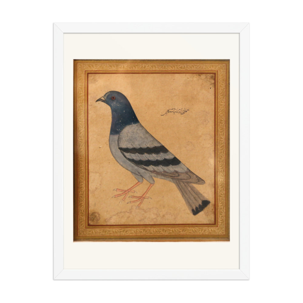 Study of a Pigeon — Mughal Natural History — view 6