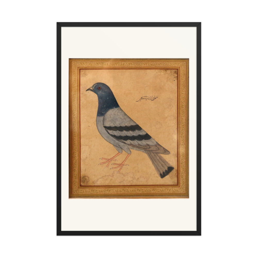 Study of a Pigeon — Mughal Natural History — view 7