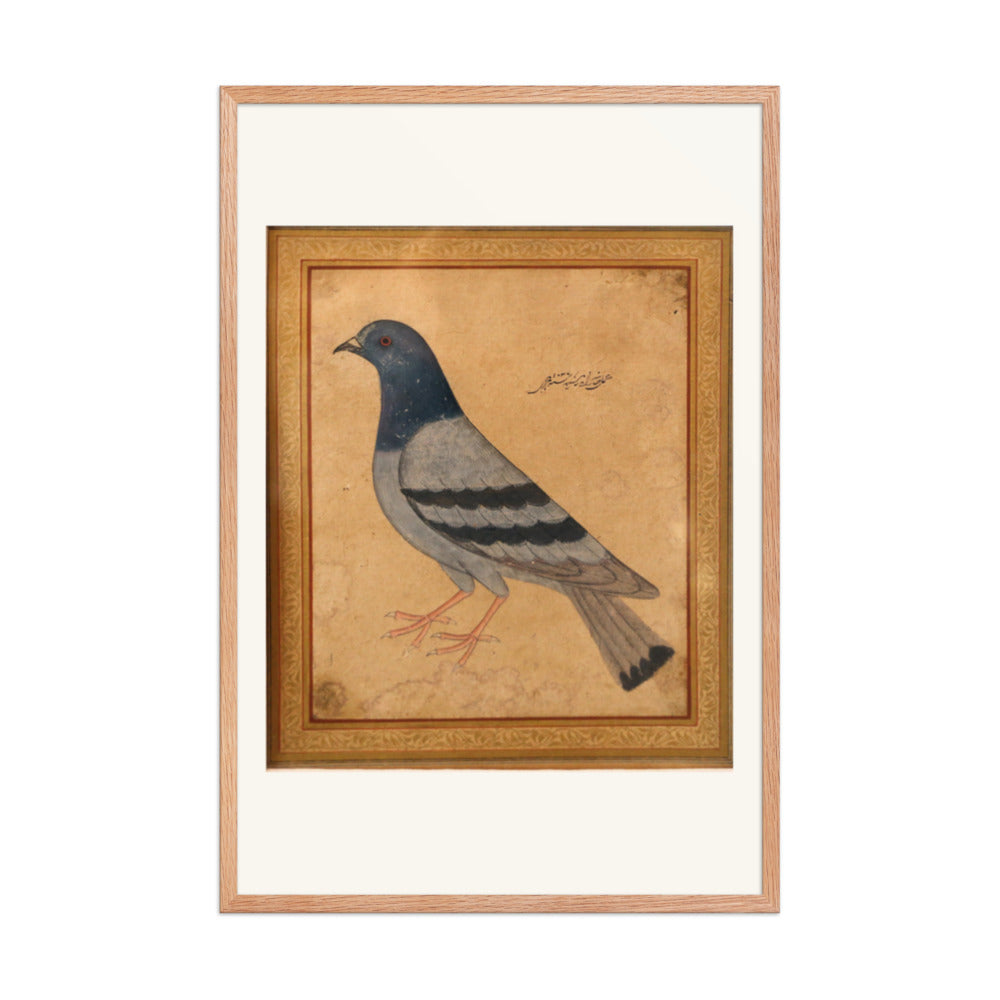Study of a Pigeon — Mughal Natural History — view 8