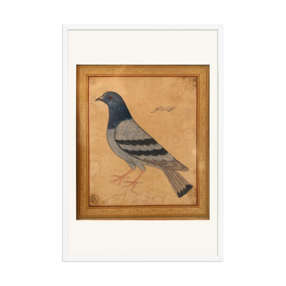 Study of a Pigeon — Mughal Natural History — view 9