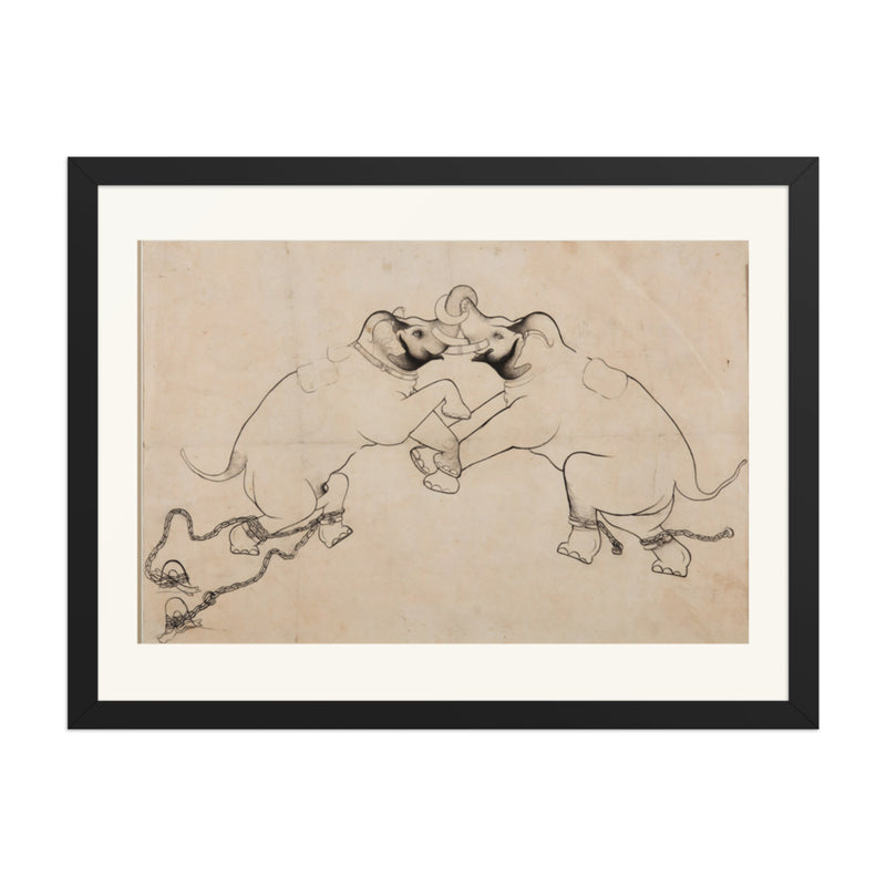 Two Elephants in Combat
