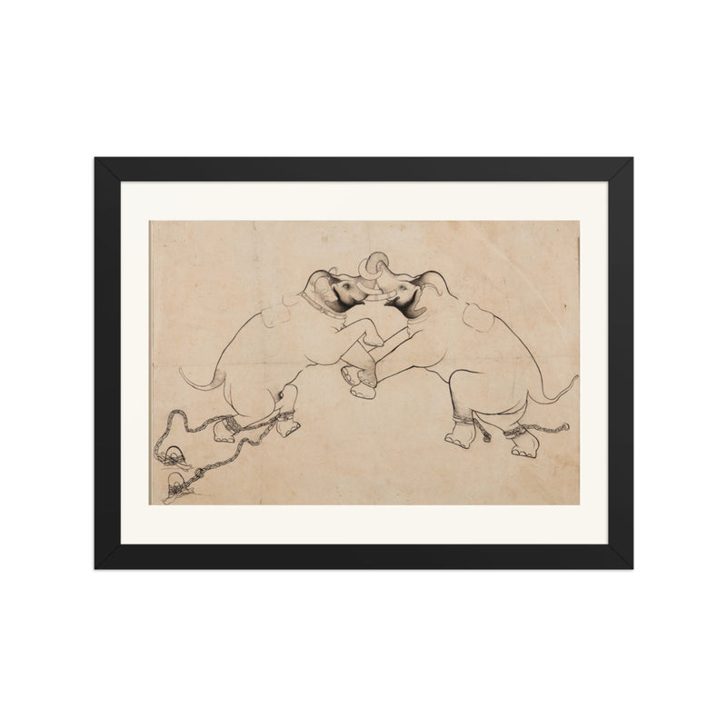 Two Elephants in Combat