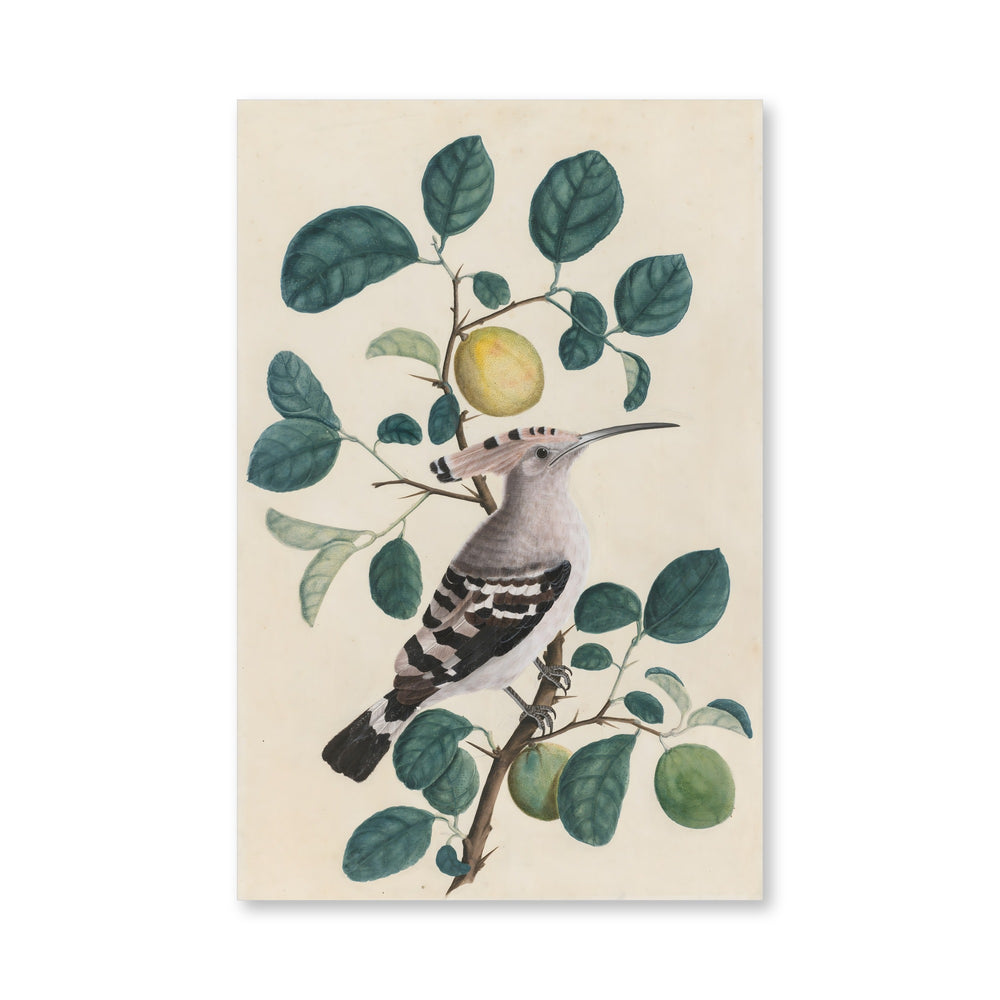 Hoopoe on a Citrus Tree Branch — view 4