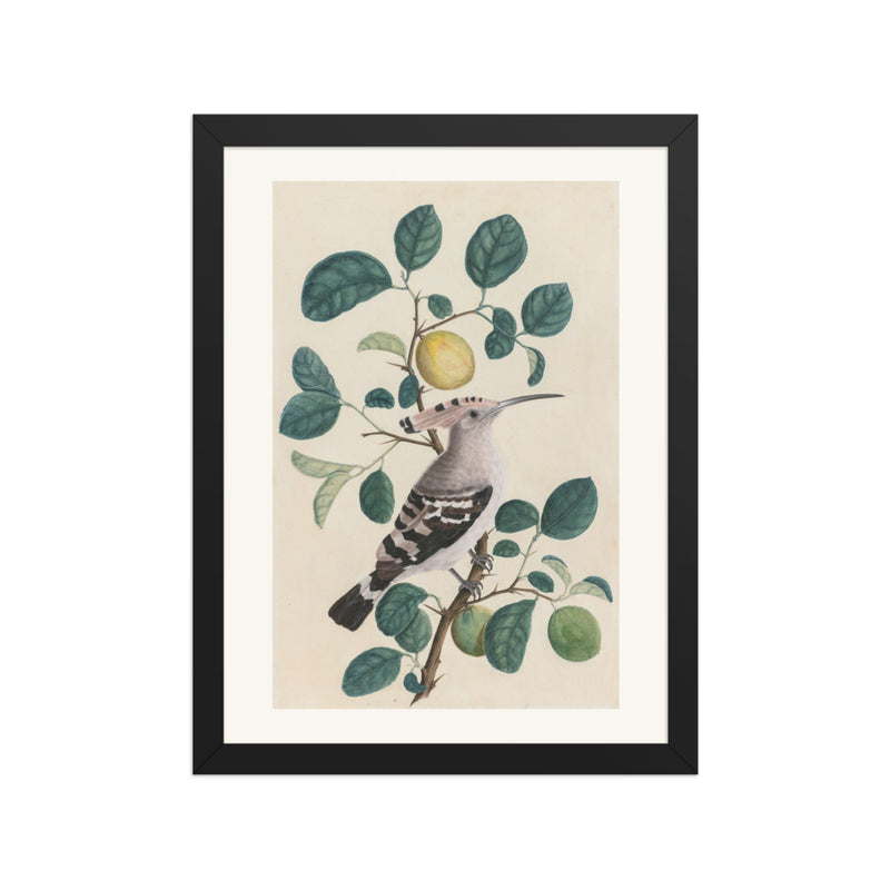 Hoopoe on a Citrus Tree Branch
