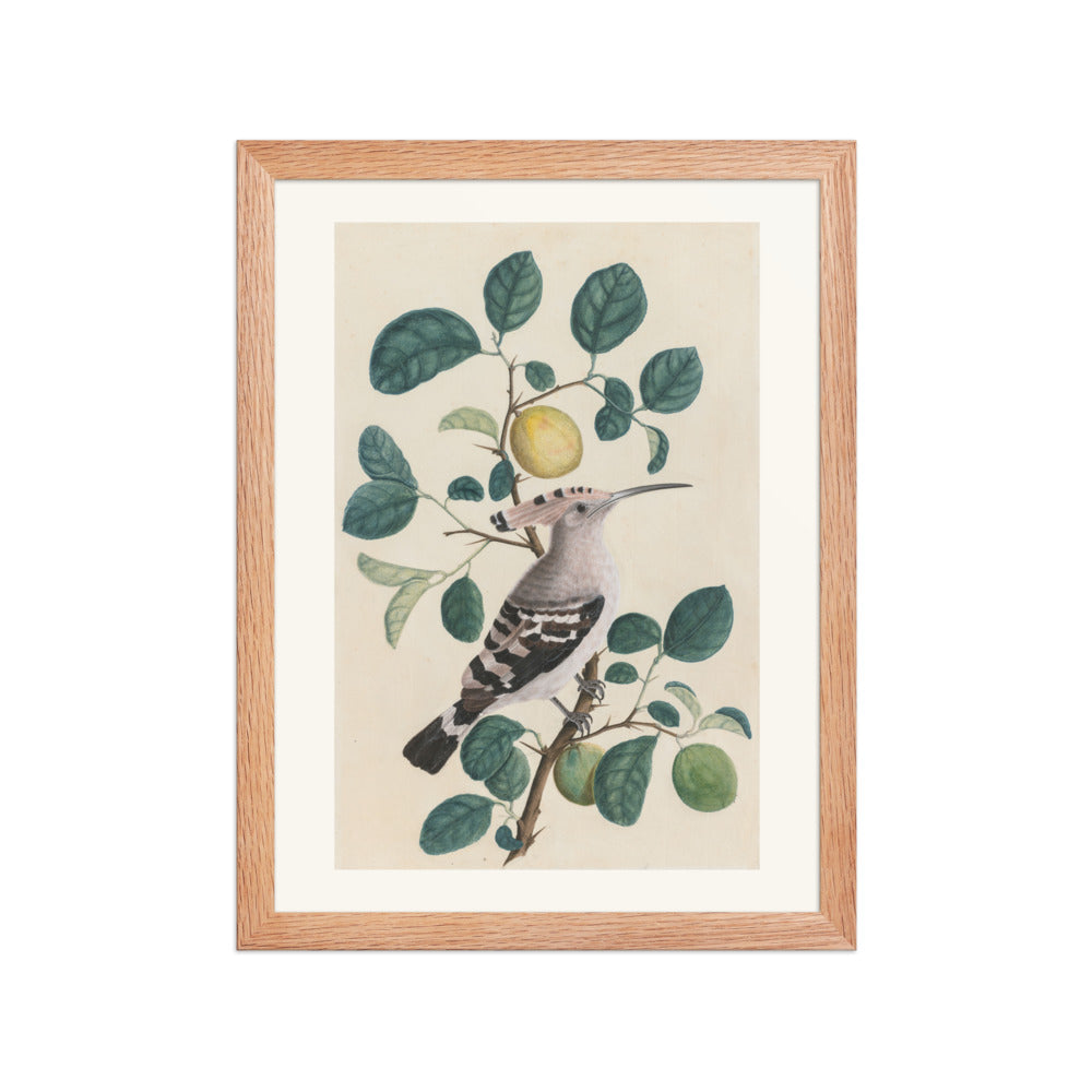Hoopoe on a Citrus Tree Branch — view 2