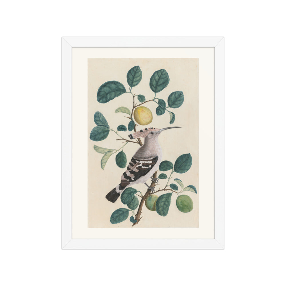 Hoopoe on a Citrus Tree Branch — view 3