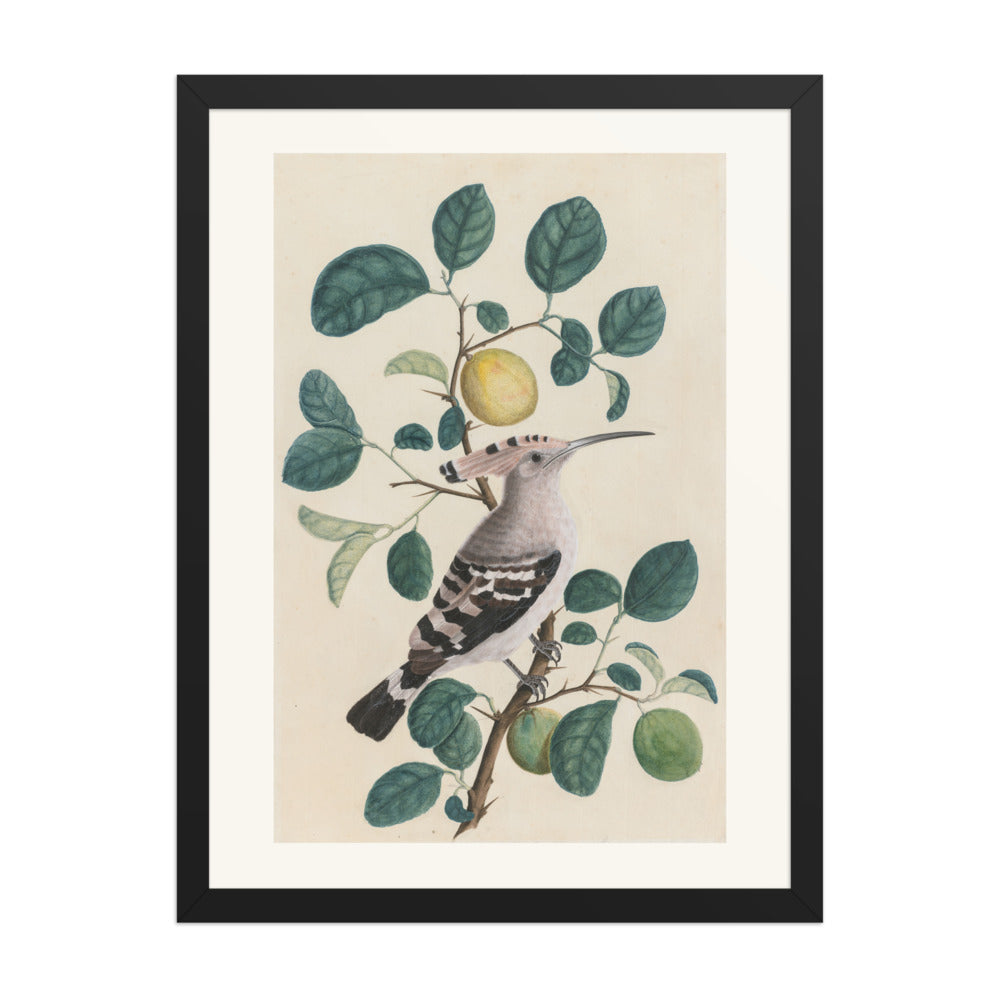 Hoopoe on a Citrus Tree Branch — view 4