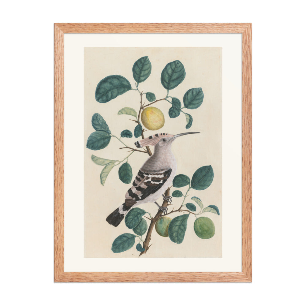 Hoopoe on a Citrus Tree Branch — view 5