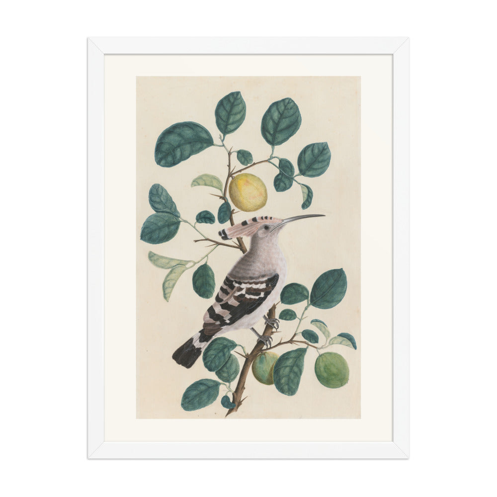 Hoopoe on a Citrus Tree Branch — view 6