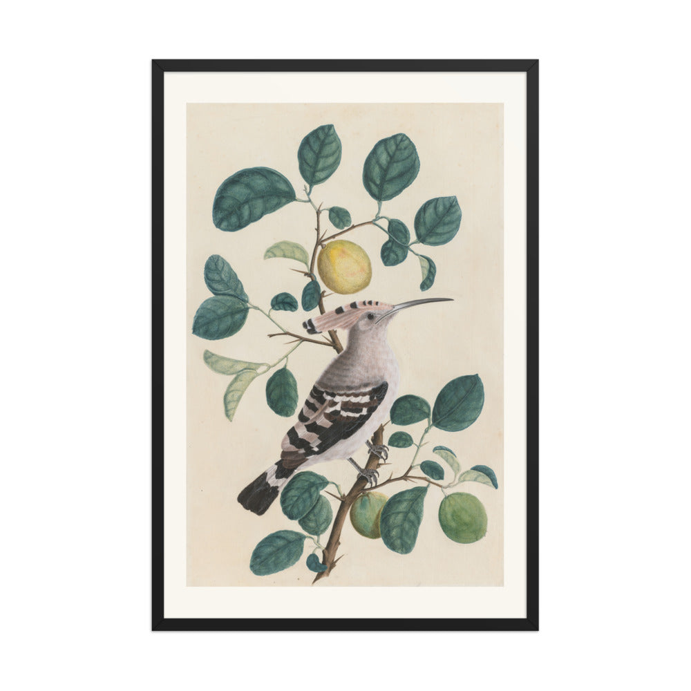 Hoopoe on a Citrus Tree Branch — view 7
