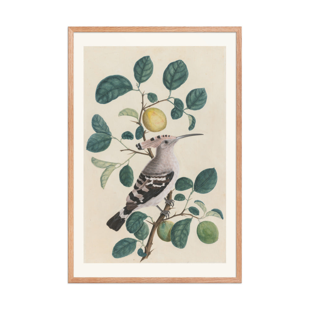 Hoopoe on a Citrus Tree Branch — view 8