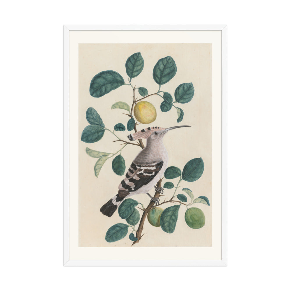 Hoopoe on a Citrus Tree Branch — view 9