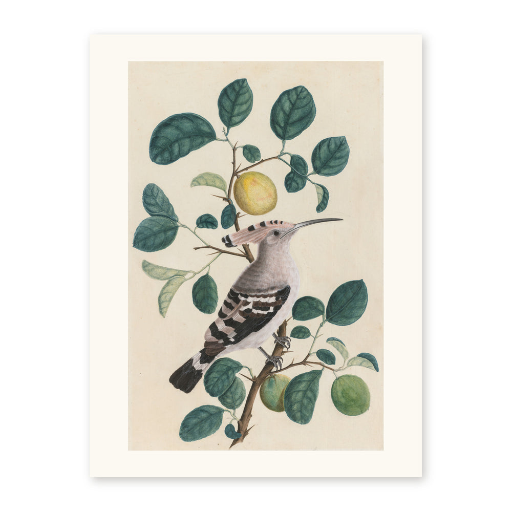 Hoopoe on a Citrus Tree Branch — view 10
