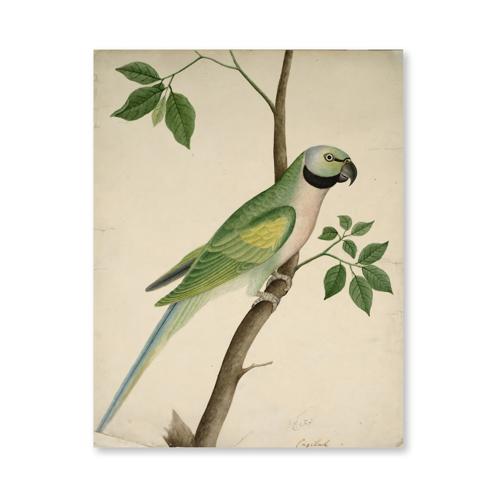 Green Parrot — view 4