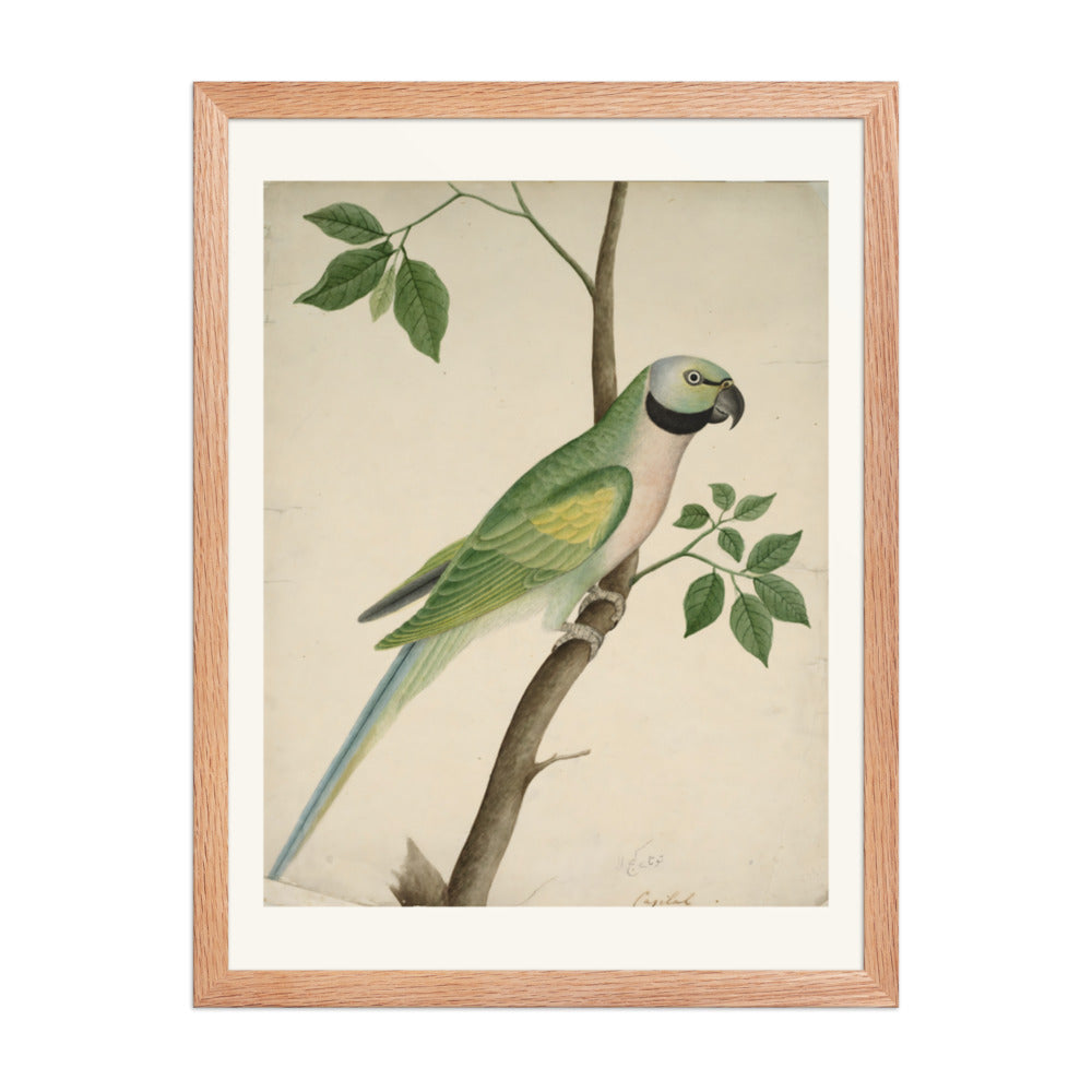 Green Parrot — view 2