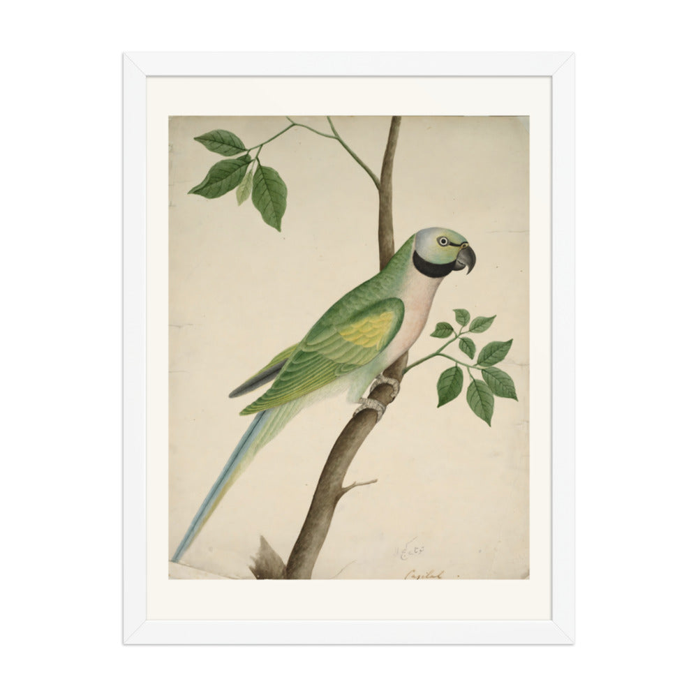 Green Parrot — view 3