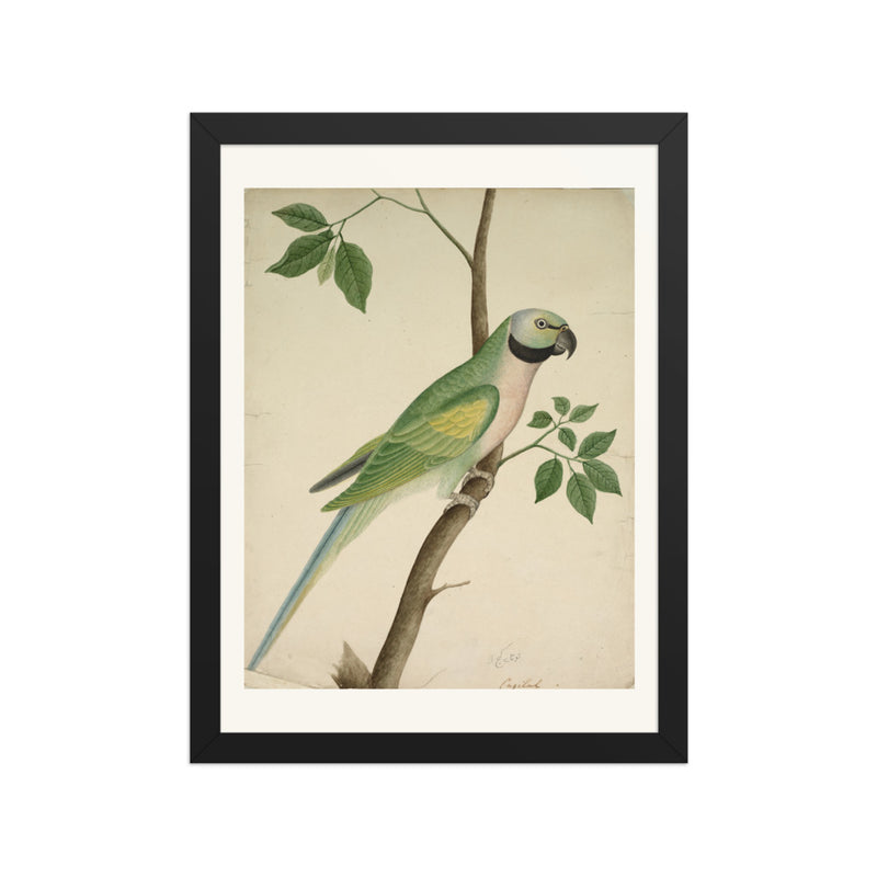 Green Parrot